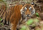 SARISKA ALWER Taxi Tour Jaipur